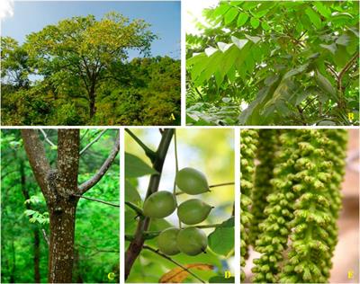 <mark class="highlighted">Juglans mandshurica</mark> Maxim.: A Review of Its Traditional Usages, Phytochemical Constituents, and Pharmacological Properties